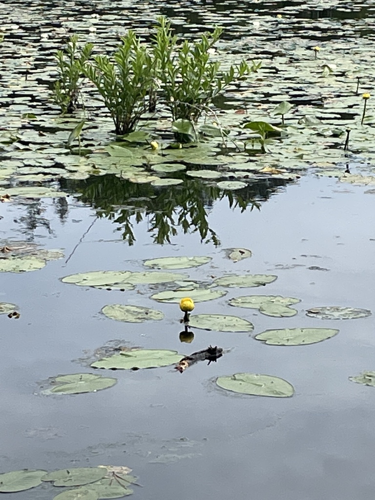 Variegated Yellow PondLily from Cranberry Bog Nature Preserve