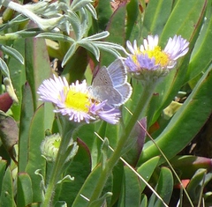 Icaricia icarioides parapheres