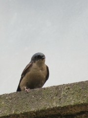Orochelidon murina