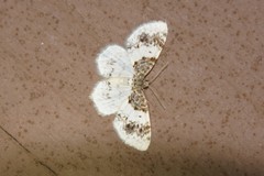 Hydrelia condensata