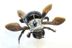 Xylocopa phalothorax