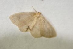 Lambdina pellucidaria