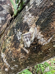 Cochlorina aurisleporis