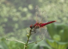 Urothemis signata