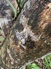 Cochlorina aurisleporis