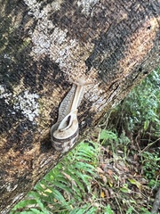 Cochlorina aurisleporis