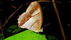 Archeuptychia cluena