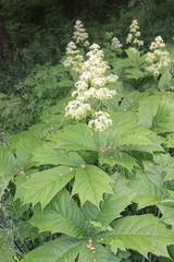 Rodgersia