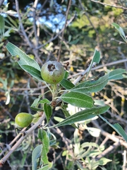 Pyrus salicifolia
