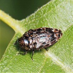 Brachys ovatus
