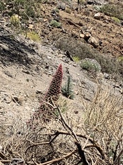 Echium wildpretii image