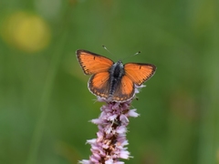 Lycaena hippothoe