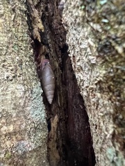 Bahiensis punctatissimus