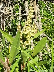 Rumex verticillatus