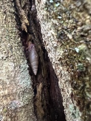 Bahiensis punctatissimus