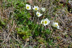 Anemonastrum sibiricum
