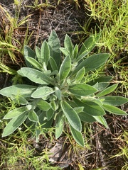 Lupinus villosus