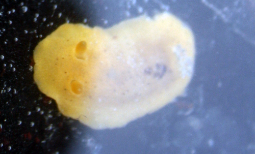 Geitodoris heathi