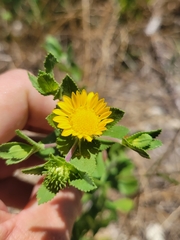 Grindelia adenodonta