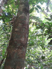 Senegalia polyphylla