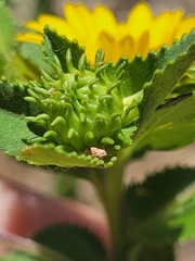 Grindelia adenodonta
