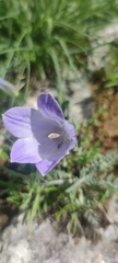 Campanula tridentata