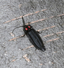 Pyractonema