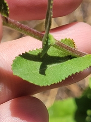 Grindelia adenodonta