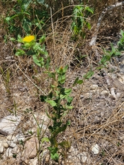 Grindelia adenodonta