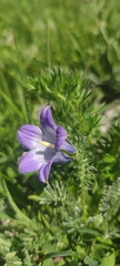 Campanula tridentata