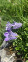 Campanula tridentata
