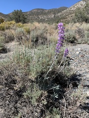 Lupinus magnificus magnificus