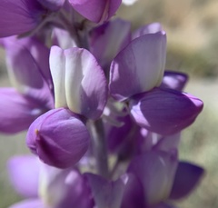 Lupinus magnificus magnificus