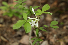 Rhododendron oblongifolium