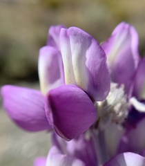 Lupinus magnificus magnificus