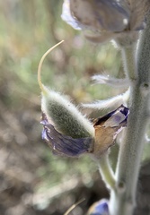 Lupinus magnificus magnificus