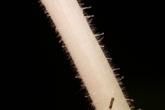 Rhododendron oblongifolium