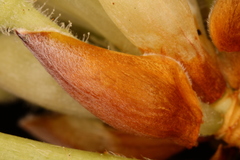 Rhododendron oblongifolium