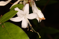 Rhododendron oblongifolium