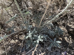 Lupinus magnificus magnificus