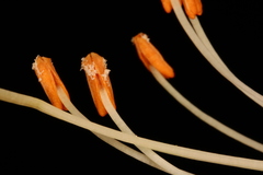 Rhododendron oblongifolium