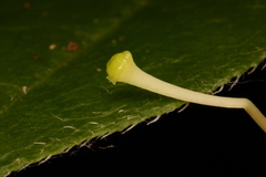 Rhododendron oblongifolium