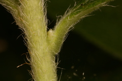 Rhododendron oblongifolium