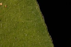 Rhododendron oblongifolium