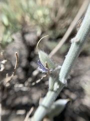 Lupinus magnificus magnificus