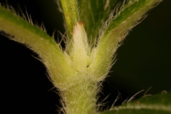 Rhododendron oblongifolium