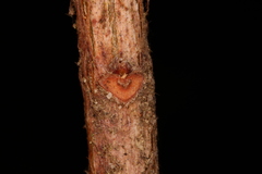 Rhododendron oblongifolium