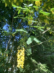 Laburnum watereri