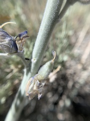 Lupinus magnificus magnificus