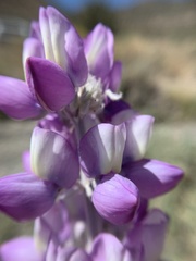 Lupinus magnificus magnificus